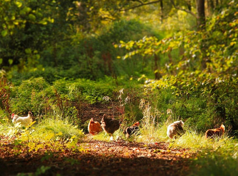Chickens run free in the owners’ woodland at Thorneymire Cottage in Appersett, near Hawes, North Yorkshire
