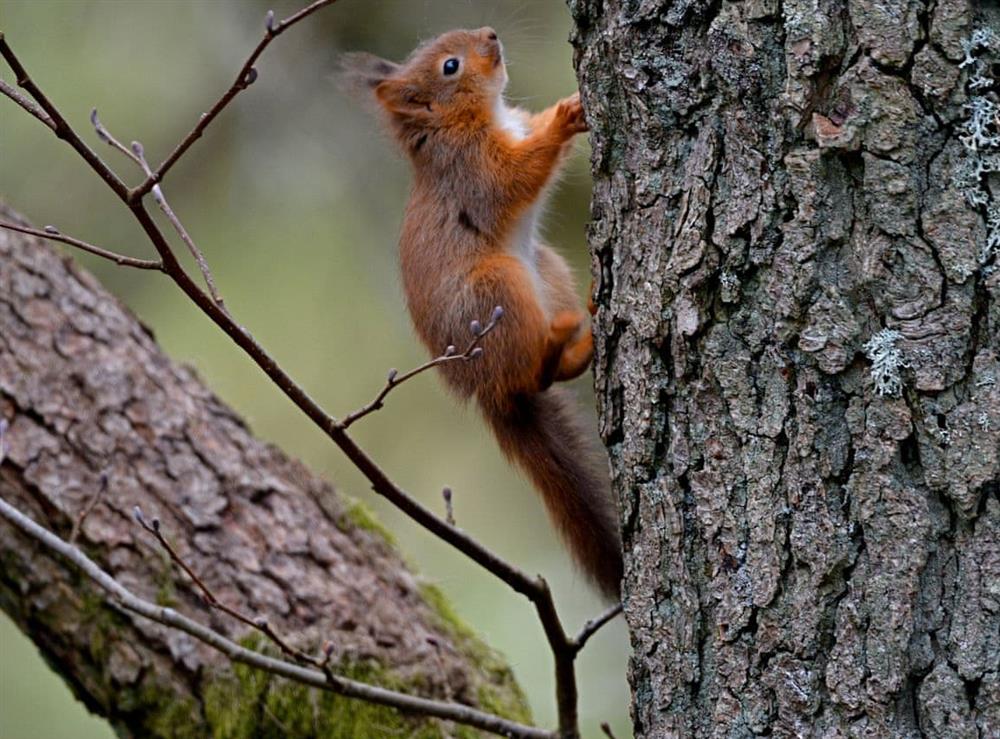 The owners’ woodland is home to red squirrels