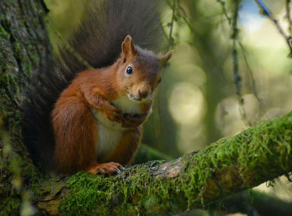 The owners’ woodland is home to red squirrels at Thorneymire Cottage in Appersett, near Hawes, North Yorkshire