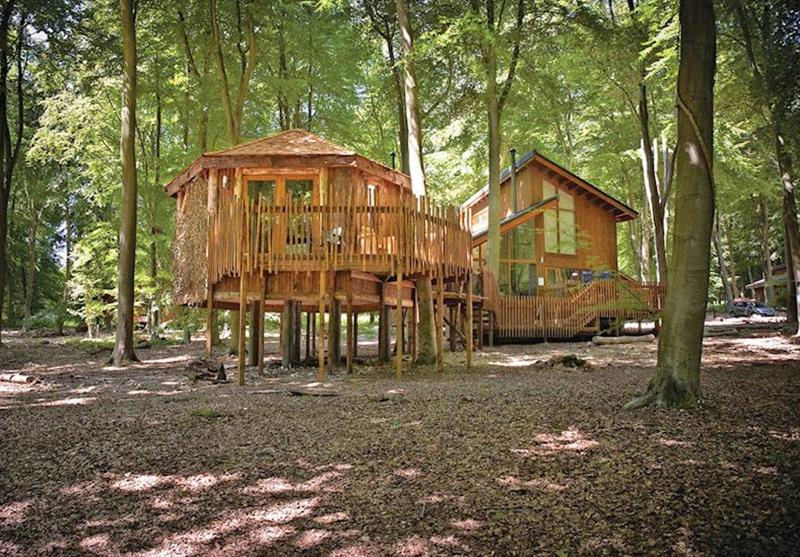 Typical Golden Oak Treehouse 5 (photo number 24) at Thorpe Lodges in Norfolk, East of England