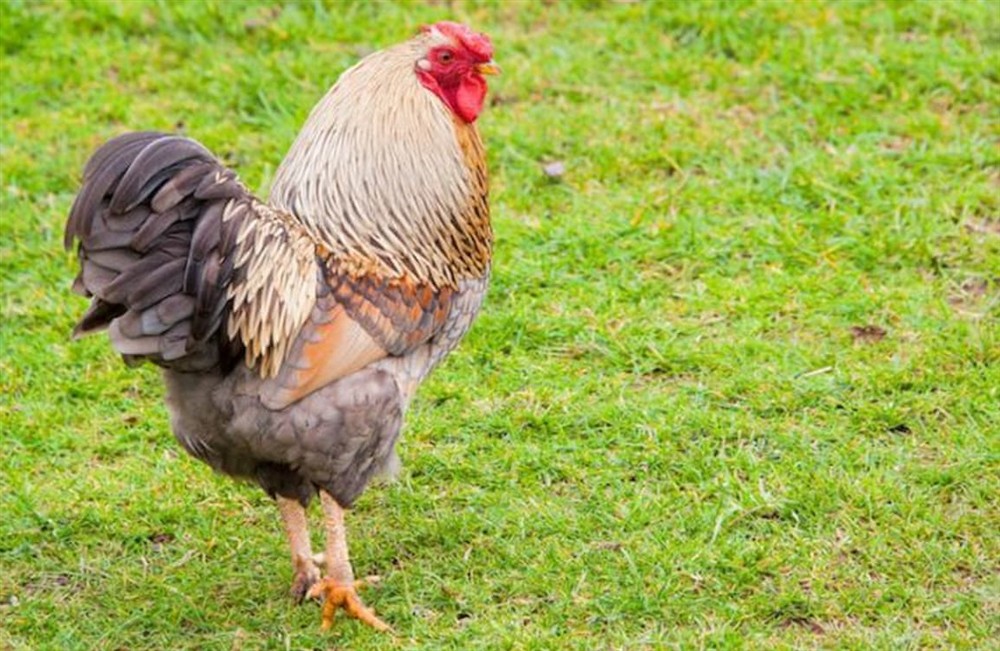 Outdoor area (photo 3) at Treganoon Round Barn in Lostwithiel, Cornwall