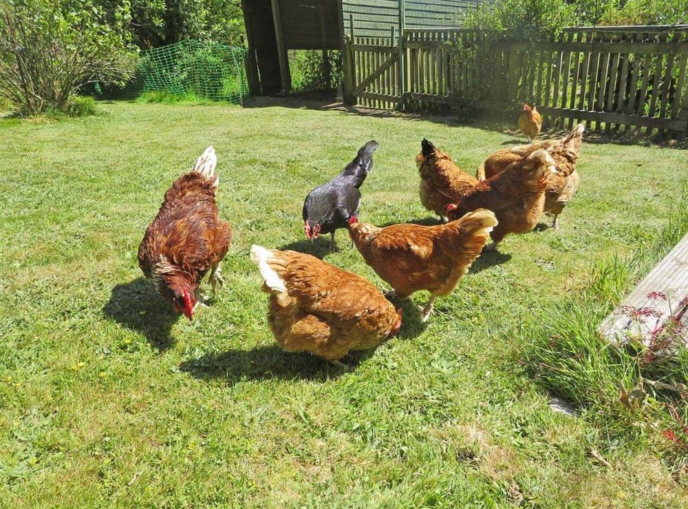 Friendly chickens at Trenay Barn Cottage in St Neot, near Liskeard, Cornwall