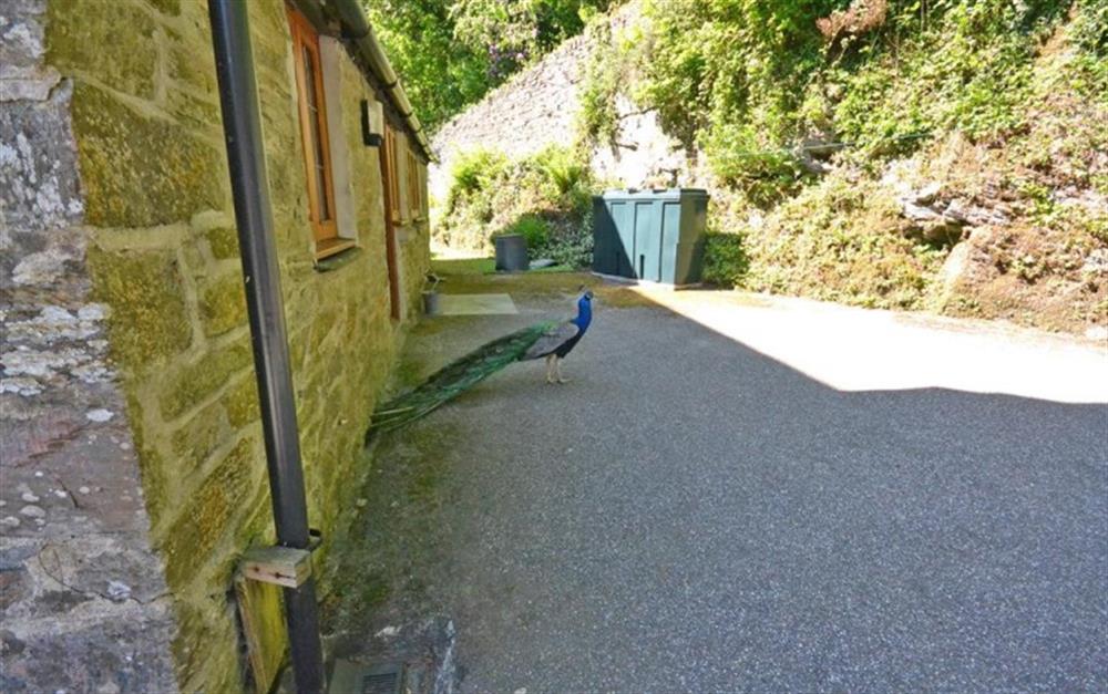The resident peacock at the back door at Treverbyn Vean Lodge in St Neot