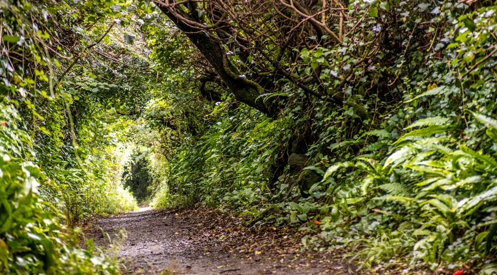 The area surrounding Triggabrowne Dairy Cottage, Cornwall at Triggabrowne Meadow Cottage in Lanteglos-by-fowey, Cornwall