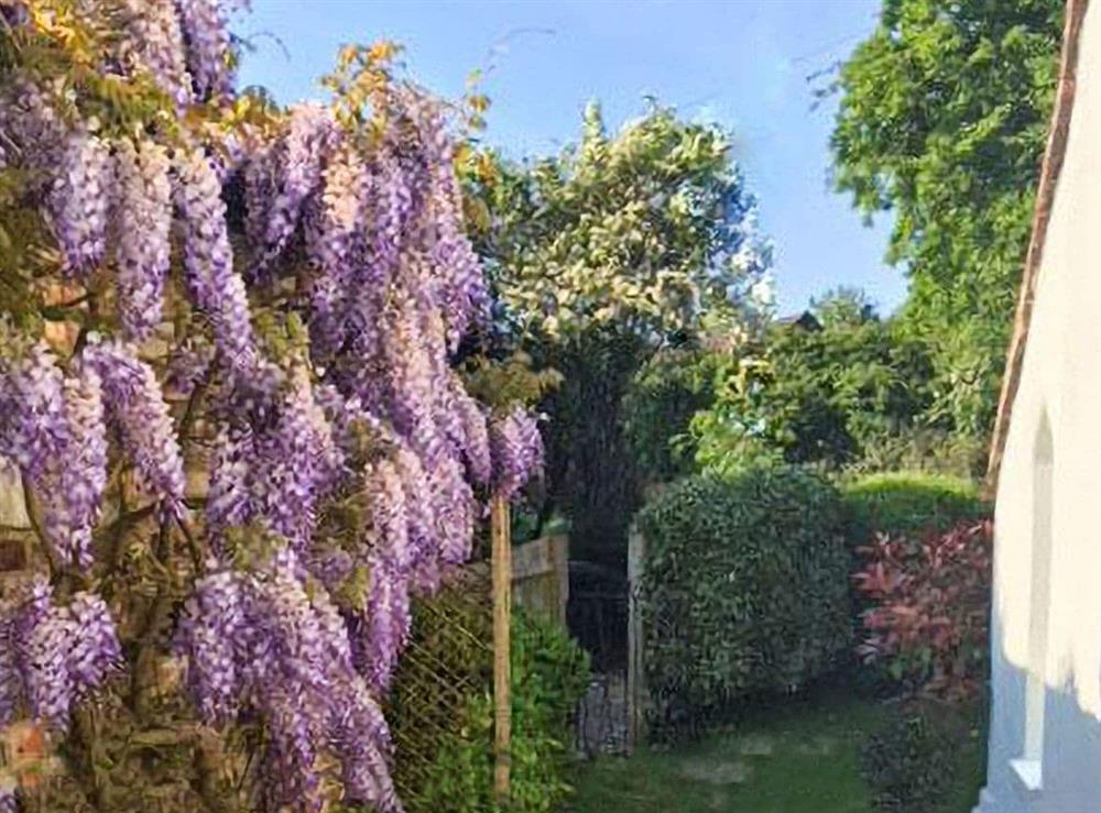 The garden at Truffle Cottage in Chichester, West Sussex