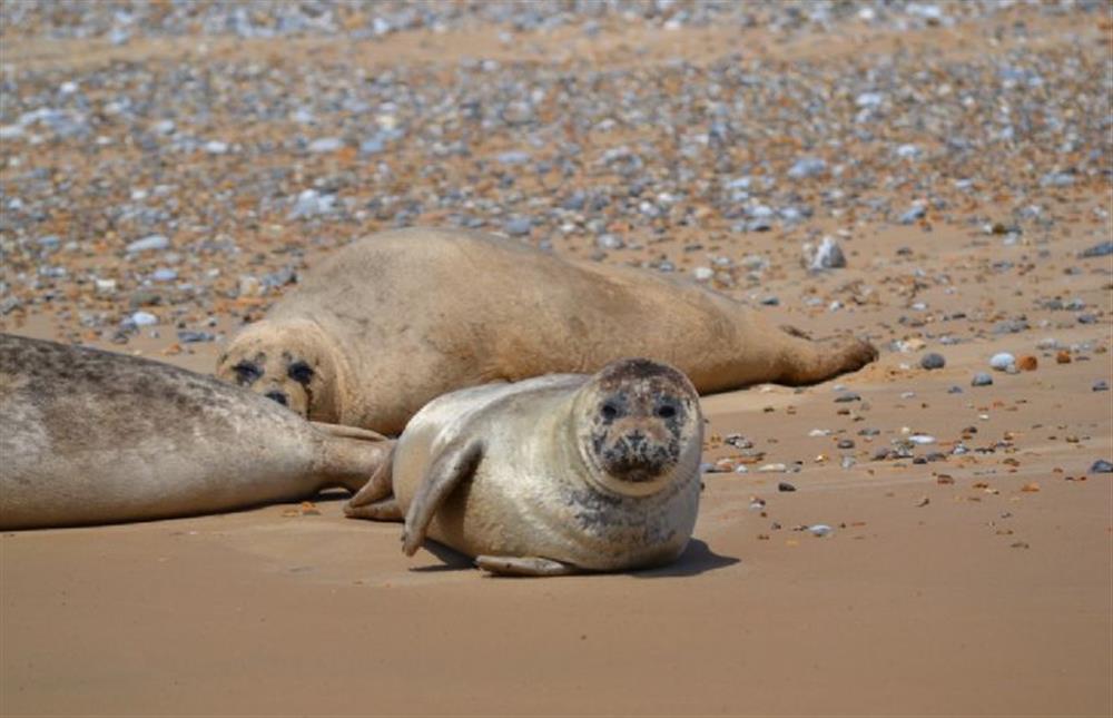 Seals at Blakeney Point at Tucked Away Cottage, Langham  near Holt