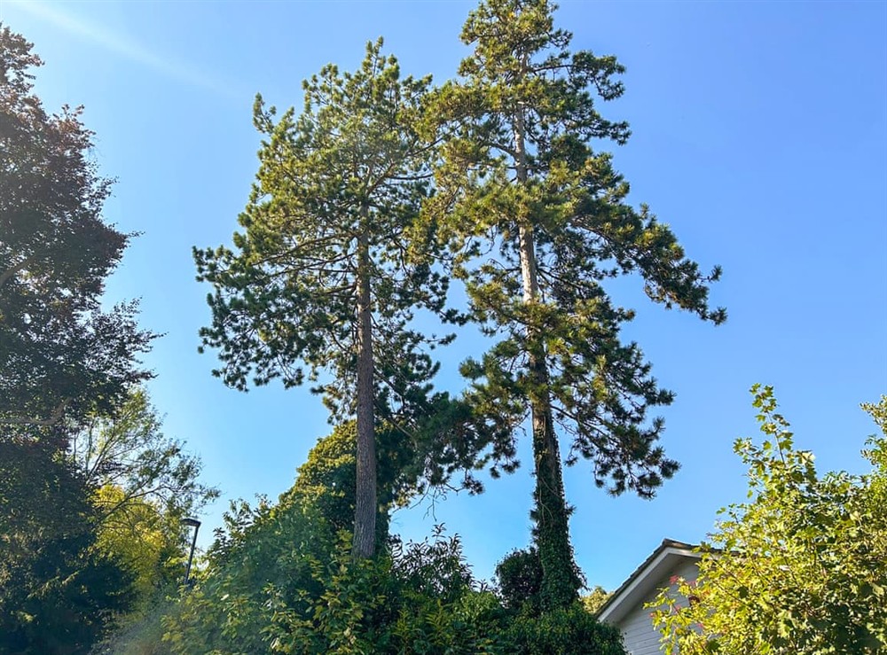 Surrounding area at Twin Pines in Kenley, near Surrey, England