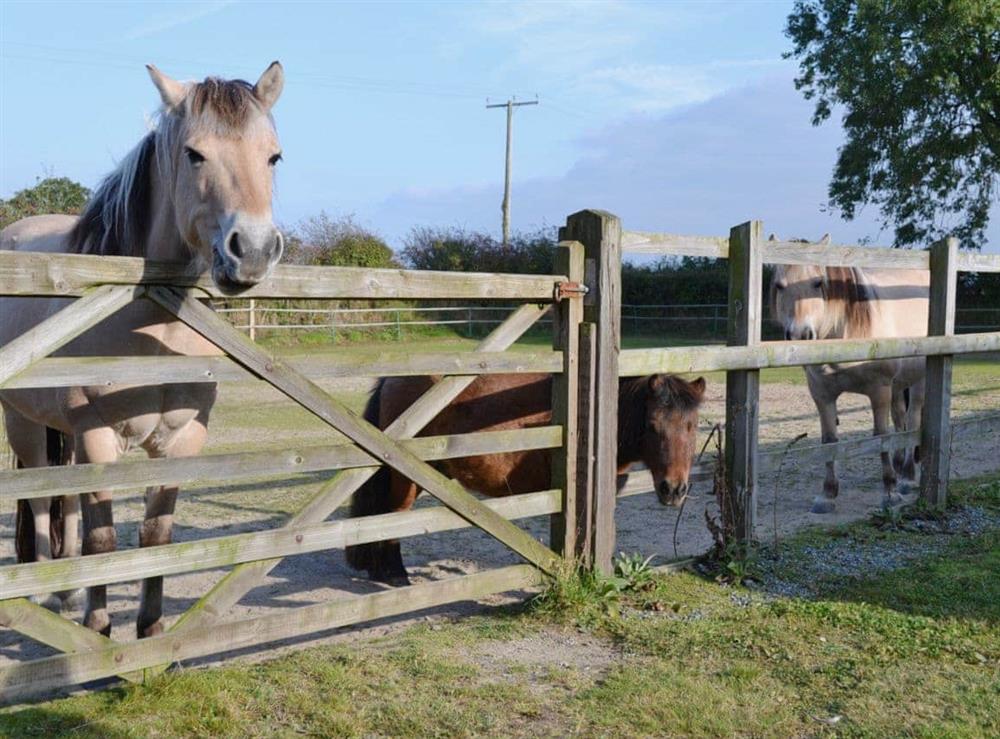 Horses at Ty Clyd in Clarbeston Road, Dyfed