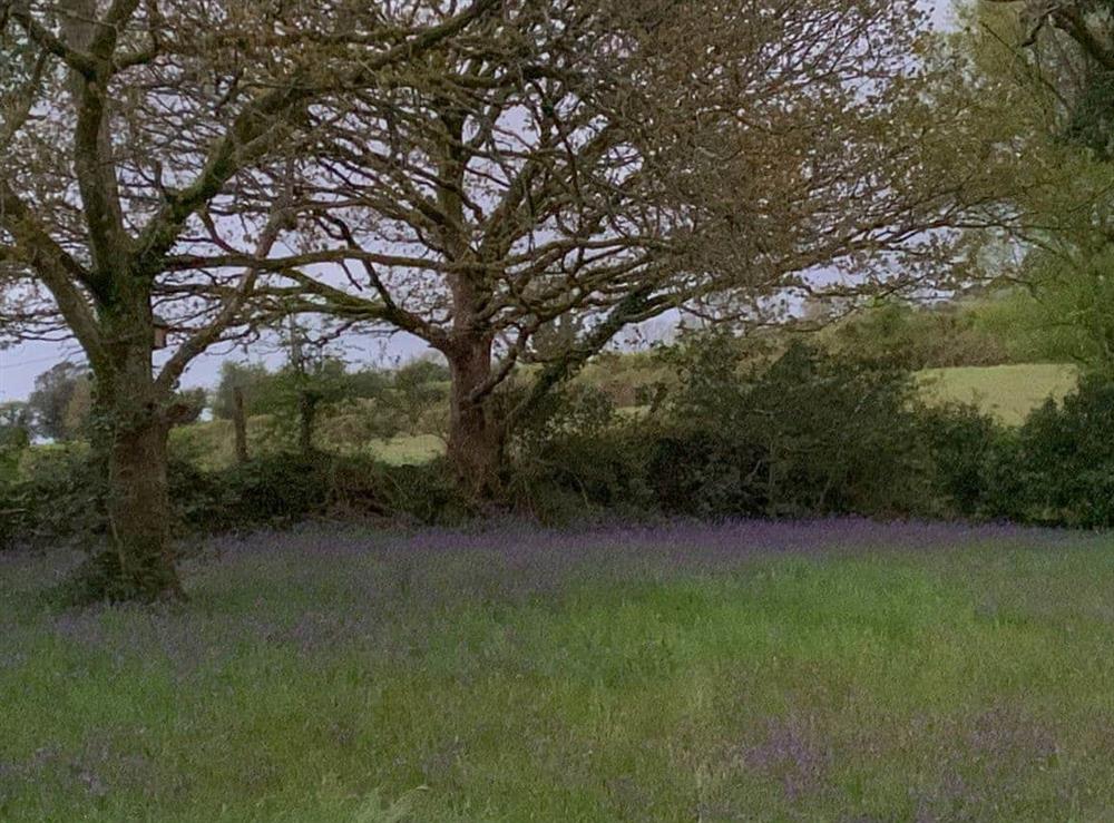 Local Bluebell meadow at Ty Howton in Craig-Cefn-Parc, near Clydach, West Glamorgan