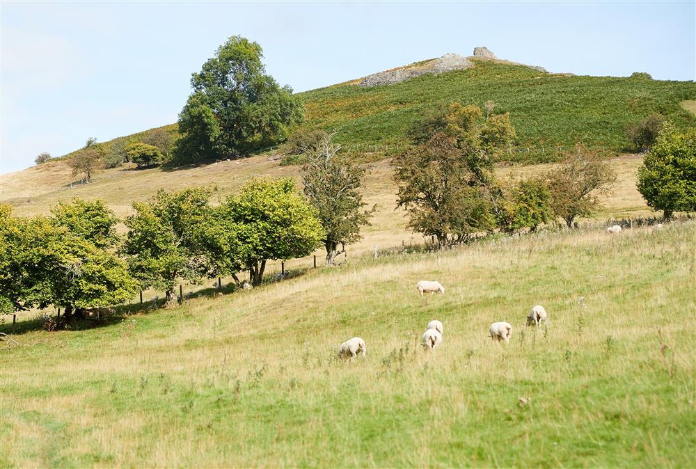 Sheep grazing in the pastures at Unconformity Barn, Hope Bowdler, near Church Stretton