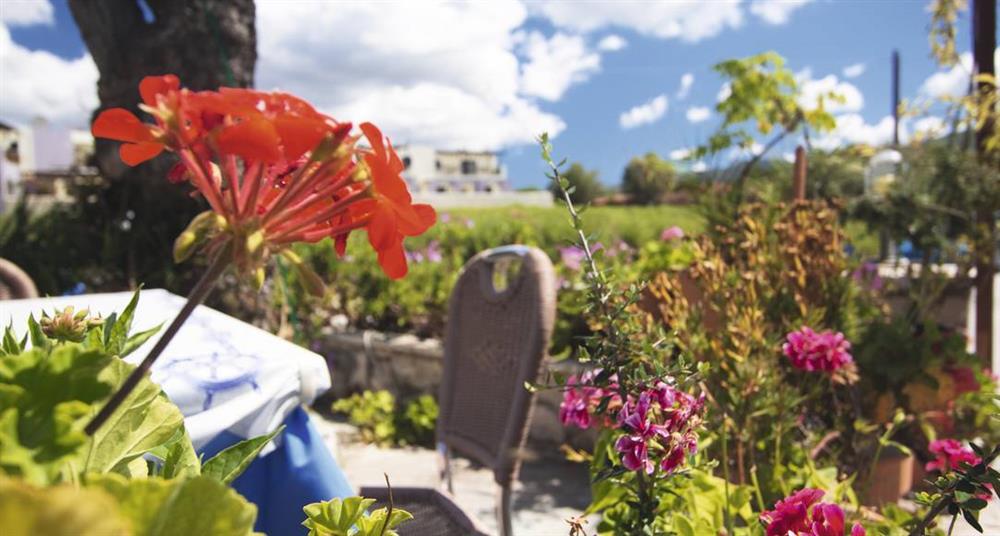 Foliage at Villa Aresti Villas, Agios Dimitrios, Zante