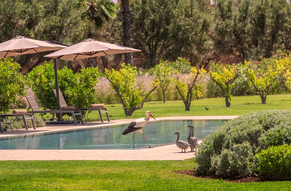 Villa Mechouar (photo 20) at Villa Mechouar in Marrakesh, Morocco