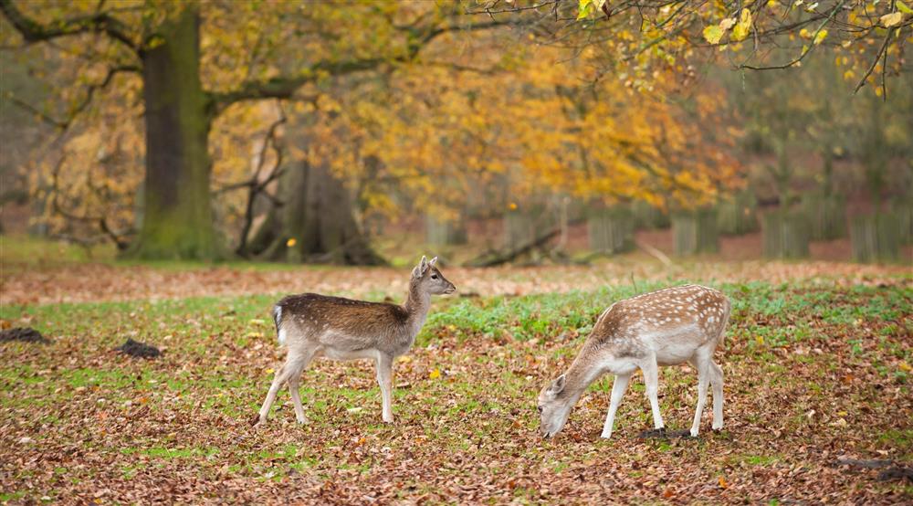 Two deer graze beneath autumn trees with autumn leaves covering the ground at Village Farmhouse in Altrincham, Cheshire