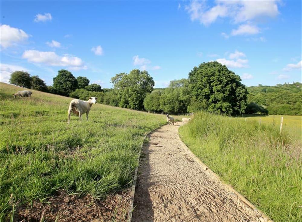 Garden and grounds at Walnut Walk in Uckfield, Sussex