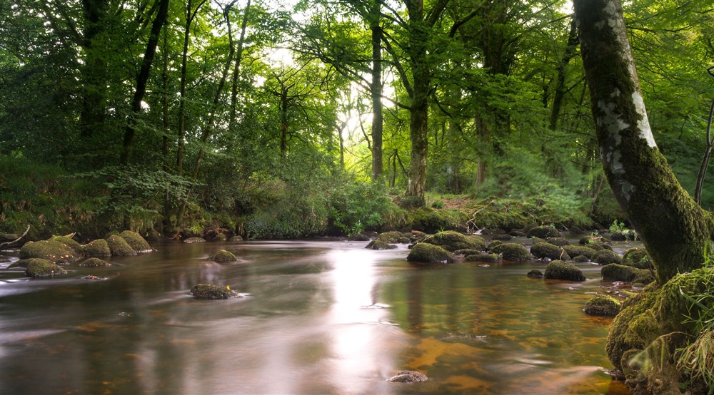 The river and woodland near Warcleave Cottage, Devon at Warcleave Cottage in Newton Abbot, Devon
