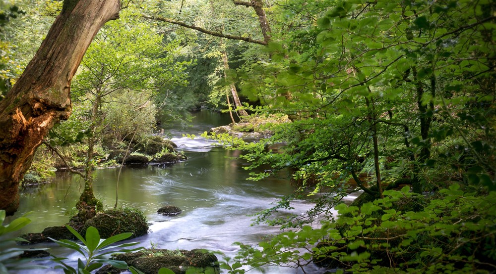 The woodland and river around Warcleave Cottage, Devon at Warcleave Cottage in Newton Abbot, Devon