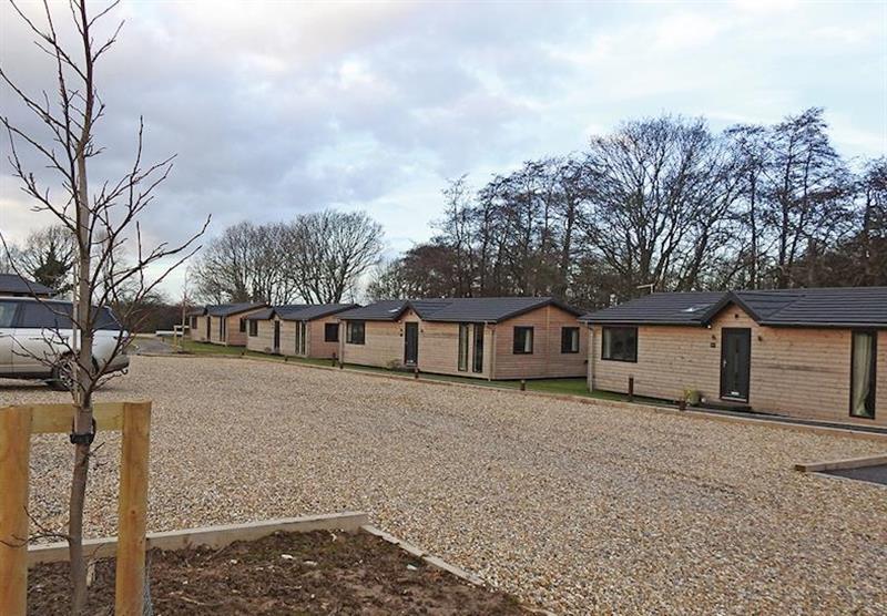 Some of the lodges at Warren Wood Country Park in Hailsham, East Sussex