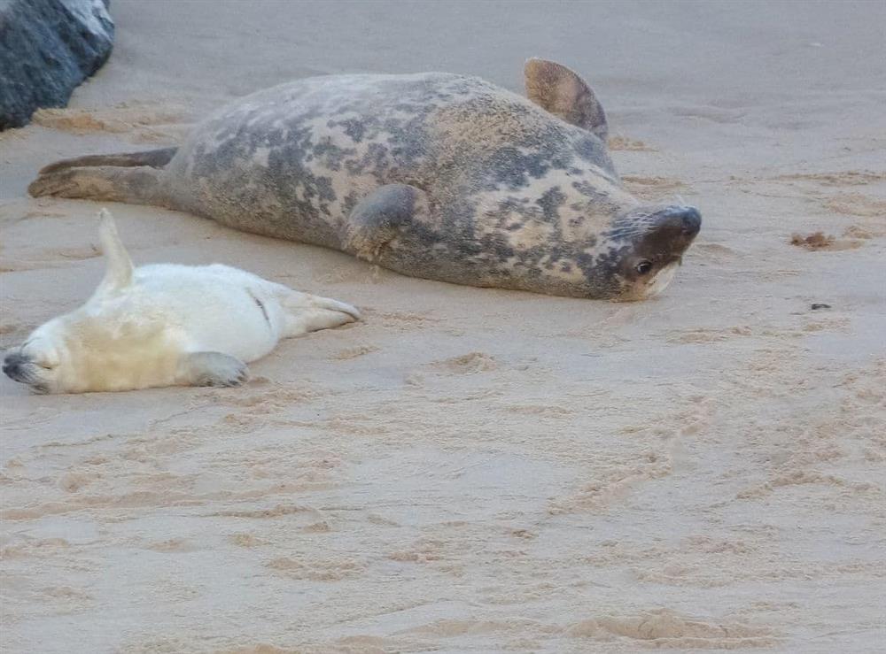Grey seal and pup on Horsey Beach at Watchkeepers Cottage in Mundesley, Norfolk