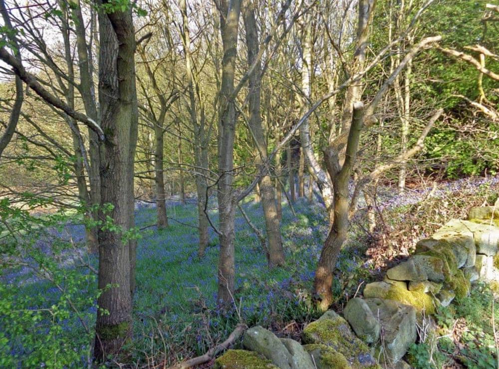 Local bluebell woods at Waterfall Cottage in Lumsdale, Tansley Wood, near Matlock, Derbyshire