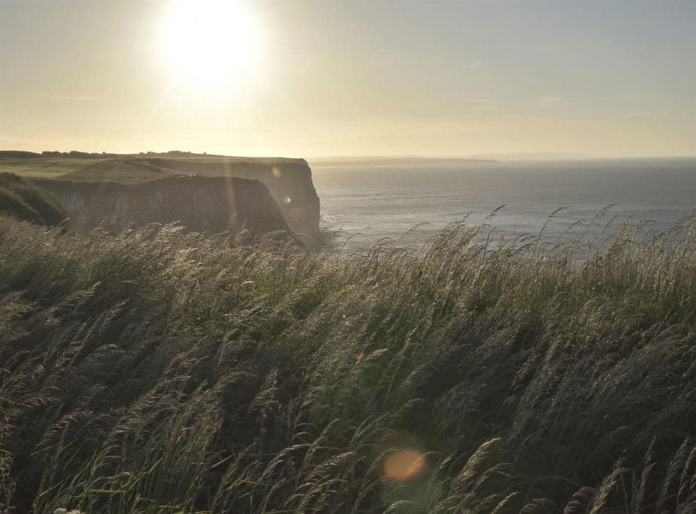 Bempton cliffs at Waves and Wolds in Sewerby, near Bridlington, North Humberside
