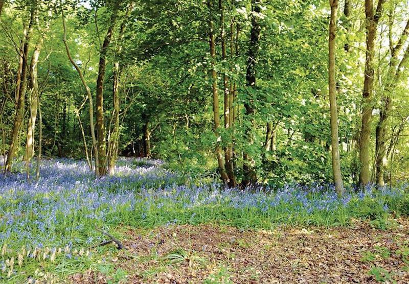 Wayside private woods at Wayside Lodges in Wiltshire, Heart of England