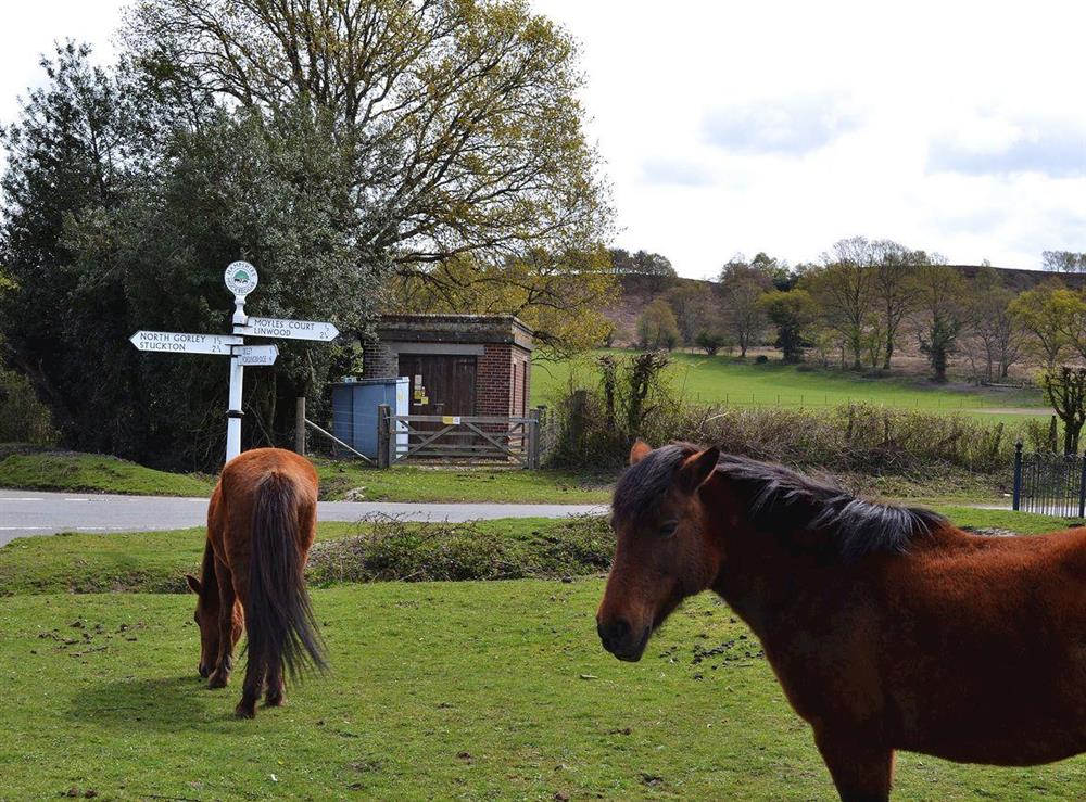 New Forest ponies grazing in the village at Weavers Lodge in North Gorley, near Fordingbridge, Hampshire