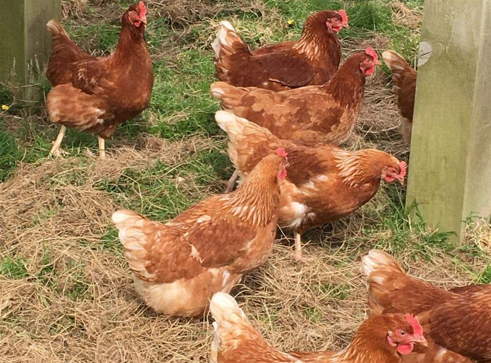 Meet the chickens in the neighbouring field at Rivendell Glamping Pod, 