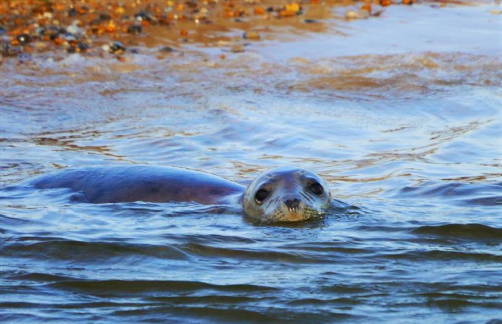Blakeney Seals  at Wensum Retreat, South Raynham near Fakenham