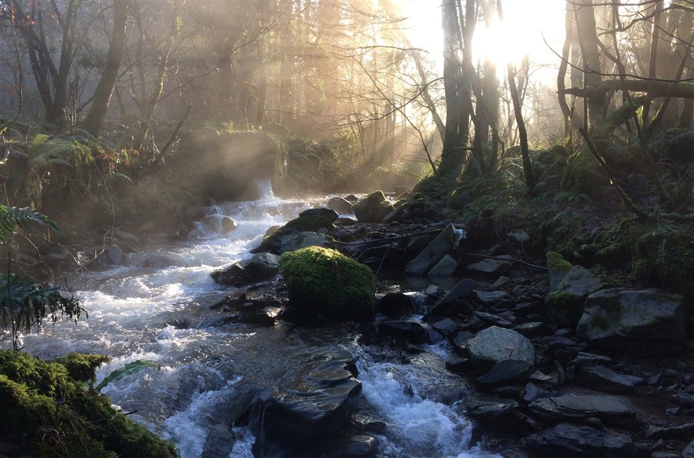 Coastal woodland, with a river running through and streams of sunlight breaking through the canopy at West Challacombe Manor in West Exmoor, Devon