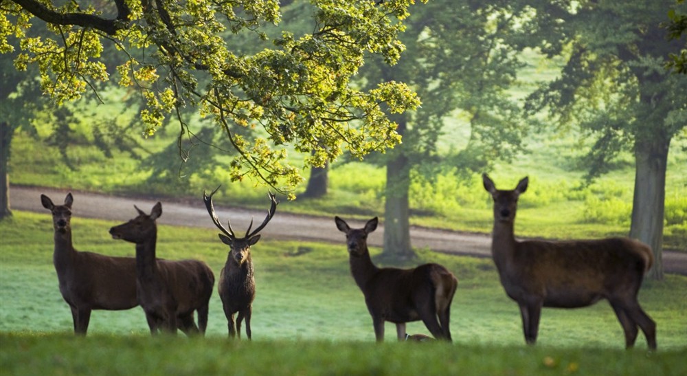 A group of deer in Studley Royal deer park, Yorkshire (photo 2) at West Gate Lodge in Ripon, North Yorkshire