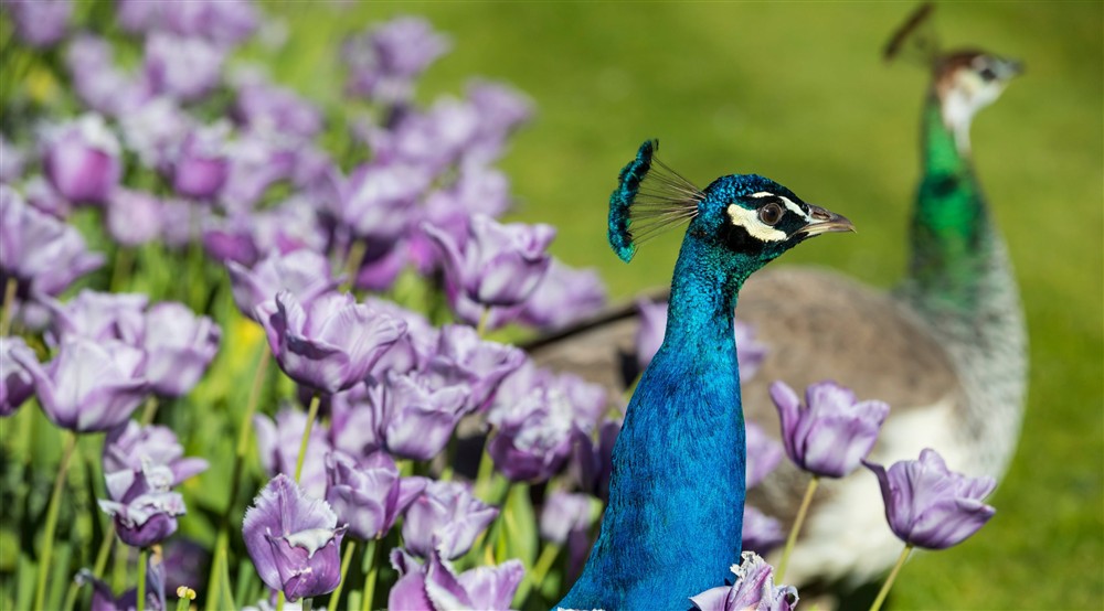 Peacocks in the garden in spring at West Gate Lodge in Ripon, North Yorkshire