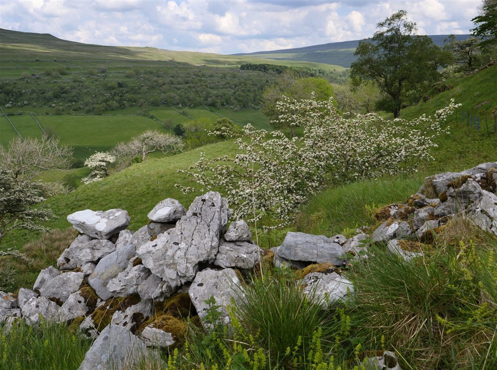 Raisgill Wood in Upper Wharfedale, Yorkshire Dales at West Gate Lodge in Ripon, North Yorkshire
