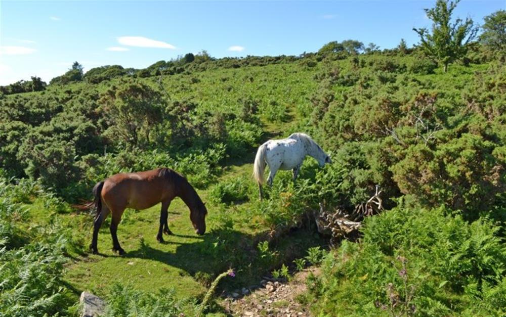 Dartmoor ponies. at White Oxen Manor, Owl Cottage in Rattery