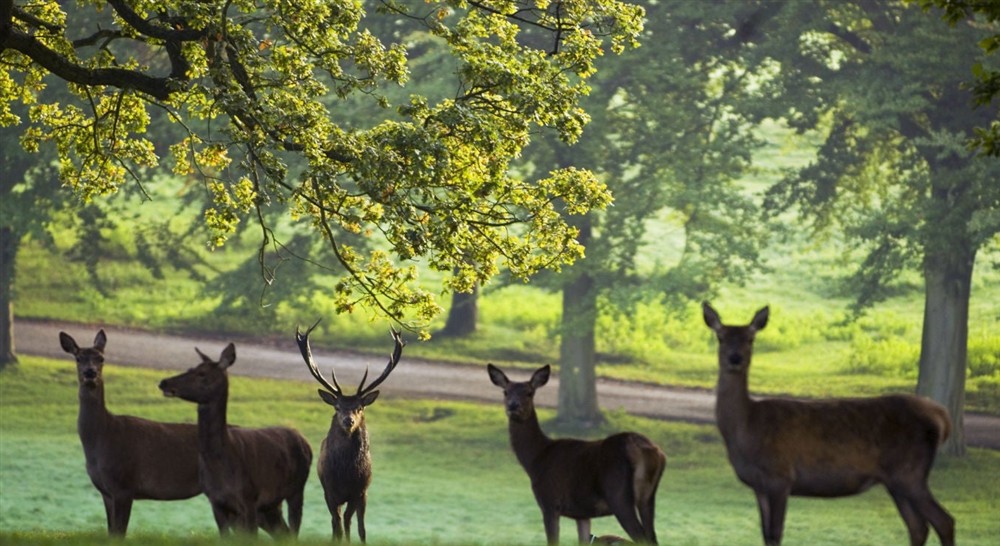  Red deer at Whitefields Cottage in Ripon, North Yorkshire