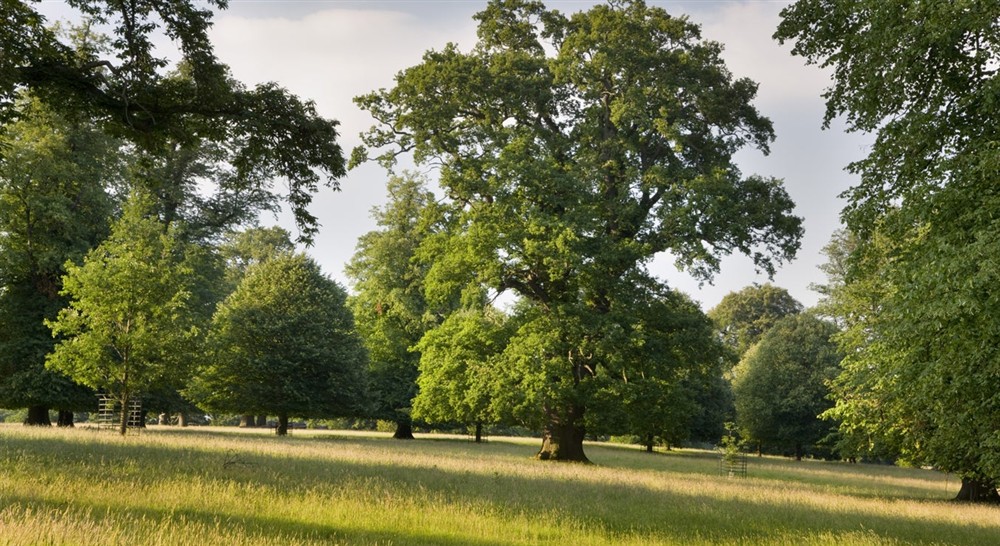 The deer park at Whitefields Cottage in Ripon, North Yorkshire