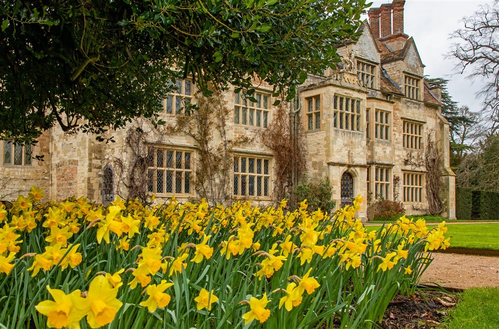 A cluster of daffodils in front of the house at Wicken Rose Cottage in Ely, Cambridgeshire