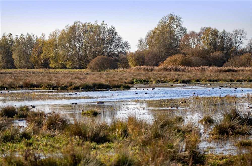 Ducks and birds on wetted fen at Wicken Rose Cottage in Ely, Cambridgeshire