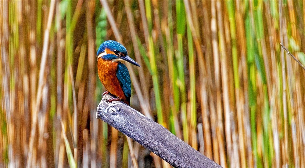 Kingfisher at Wicken Rose Cottage in Ely, Cambridgeshire