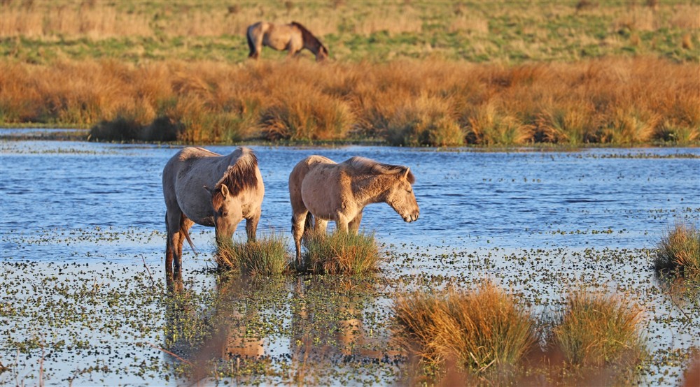 Konik ponies on Wicken Fen Nature Reserve near Wicken Rose Cottage, Cambridgeshire at Wicken Rose Cottage in Ely, Cambridgeshire