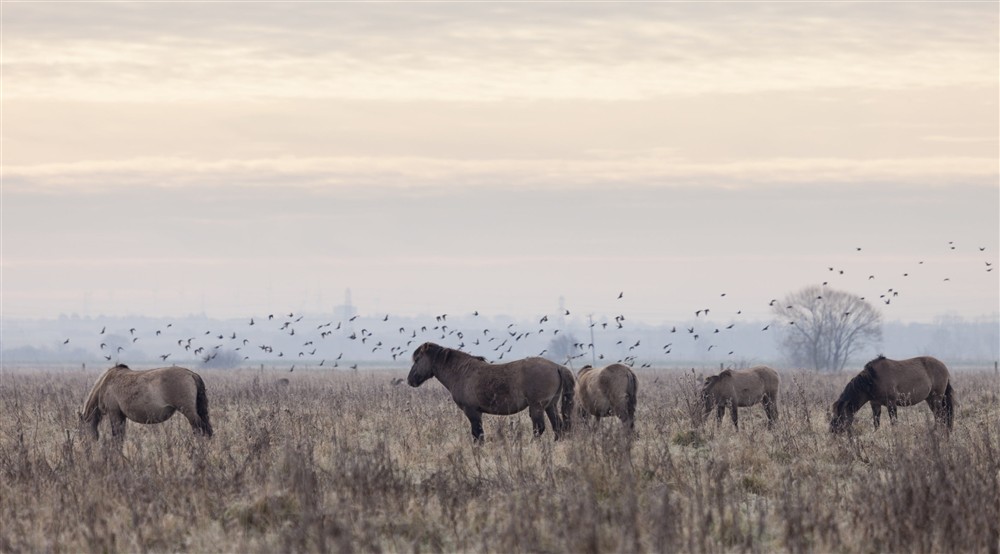 Konik Ponies at Wicken Rose Cottage in Ely, Cambridgeshire