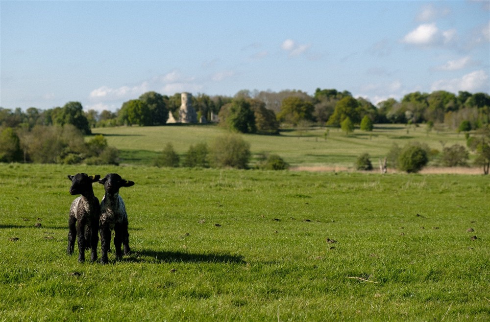 Lambs in the parkland at Wicken Rose Cottage in Ely, Cambridgeshire