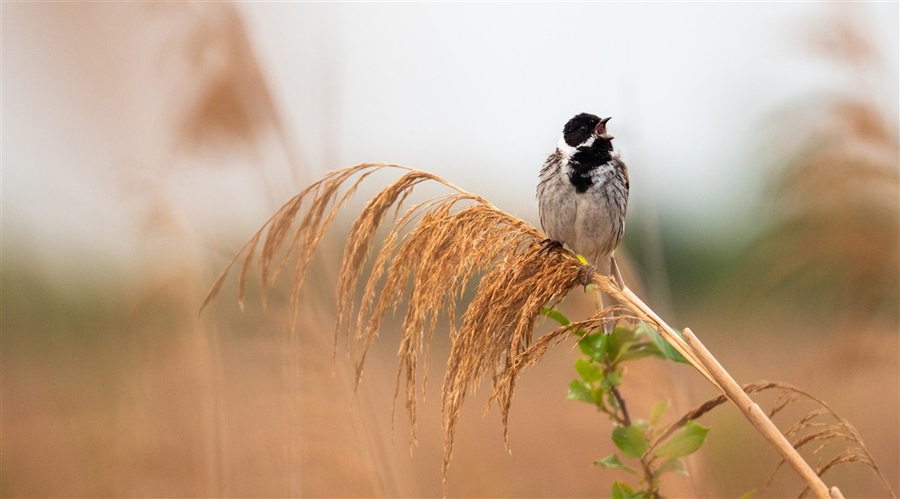 Male reed bunting singing from a perch at Wicken Rose Cottage in Ely, Cambridgeshire