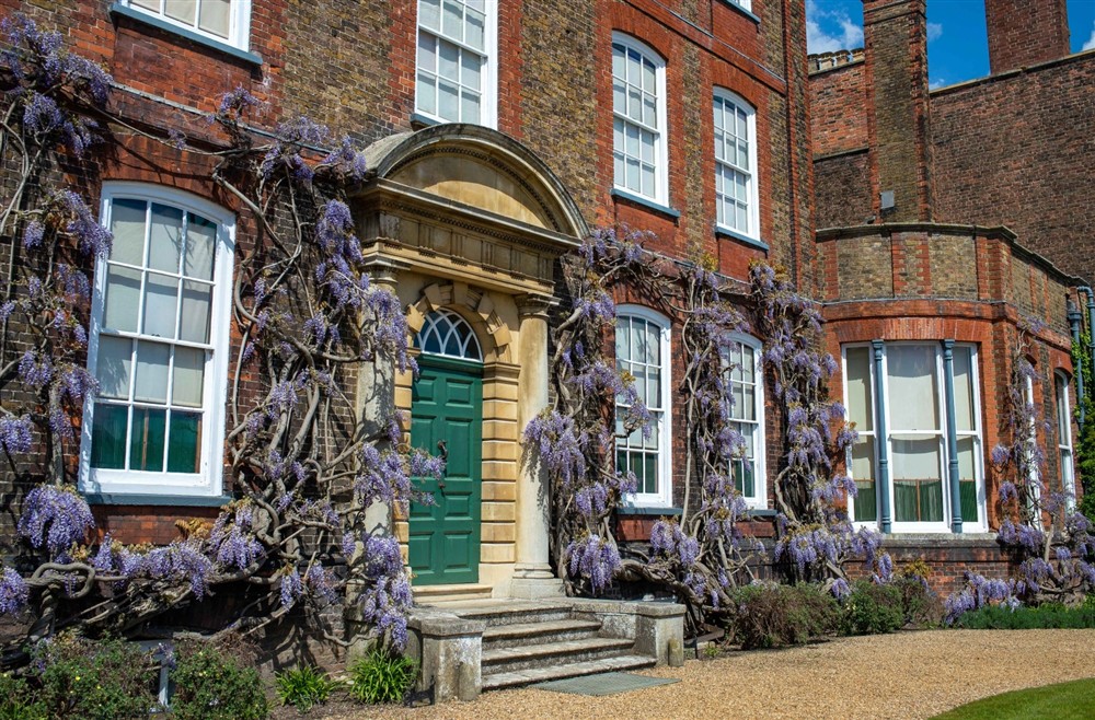 Wisteria on the front of Peckover House and Garden Cambridgeshire at Wicken Rose Cottage in Ely, Cambridgeshire