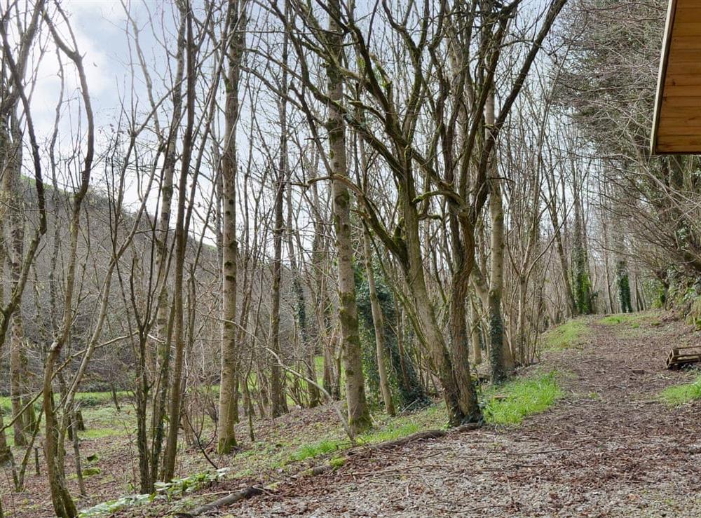 2½-acre natural woodland grounds (shared with owner) at Willow Barn in Polmassick, near St Austell, Cornwall