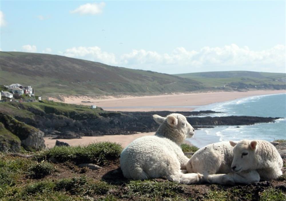 Lambs overlooking Woolacombe Beach. at Willow Cottage in Northlew