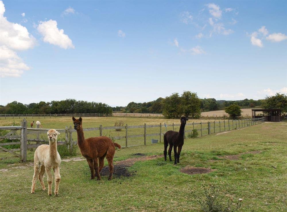 Friendly animals on site (photo 2) at Willow in Harrietsham, near Maidstone, Kent
