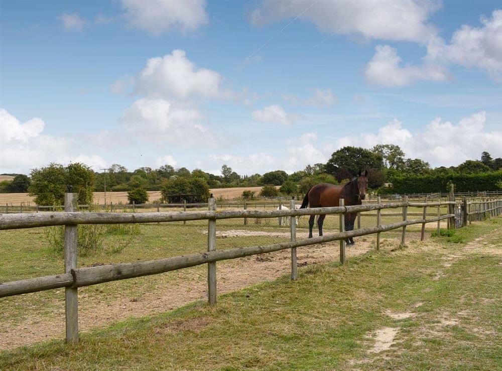 Friendly animals on site (photo 3) at Willow in Harrietsham, near Maidstone, Kent