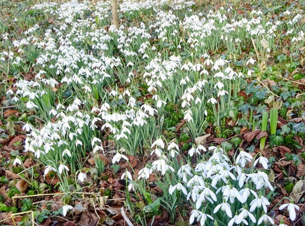 The village is full of snowdrops in february at Willowfield Cottage in Thornton-Le-Dale, North Yorkshire