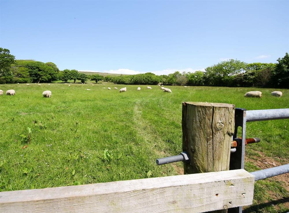 Surrounding countryside at Windsmoor Cottage on Gower in Perriswood, near Oxwich, Glamorgan, West Glamorgan
