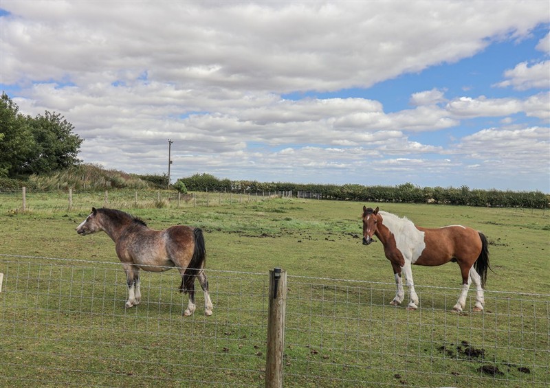 The garden in Wolds Hoot at Wolds Hoot, Market Weighton